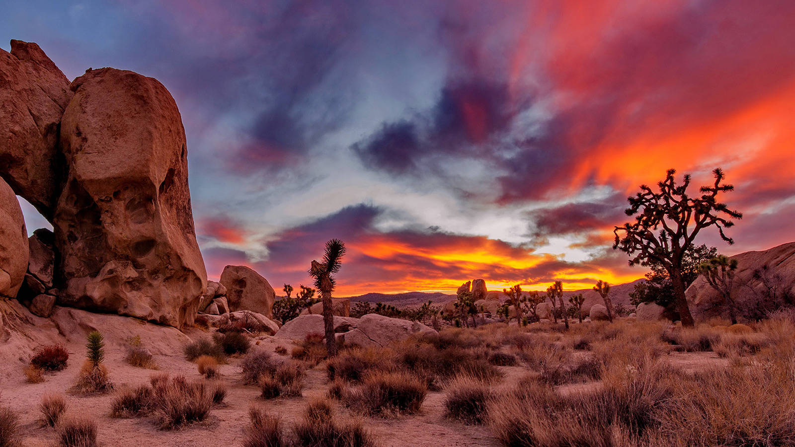 A sunset at Joshua Tree National Park.