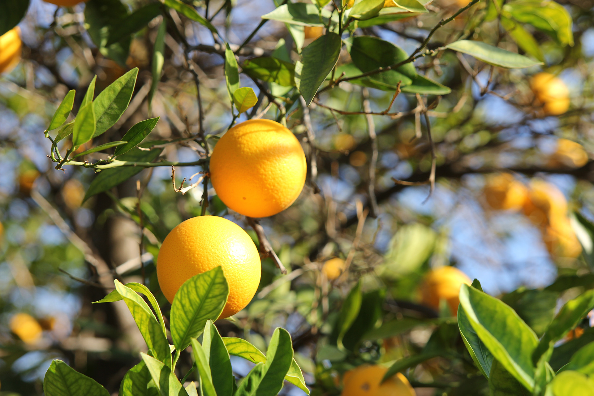 Two oranges on orange tree