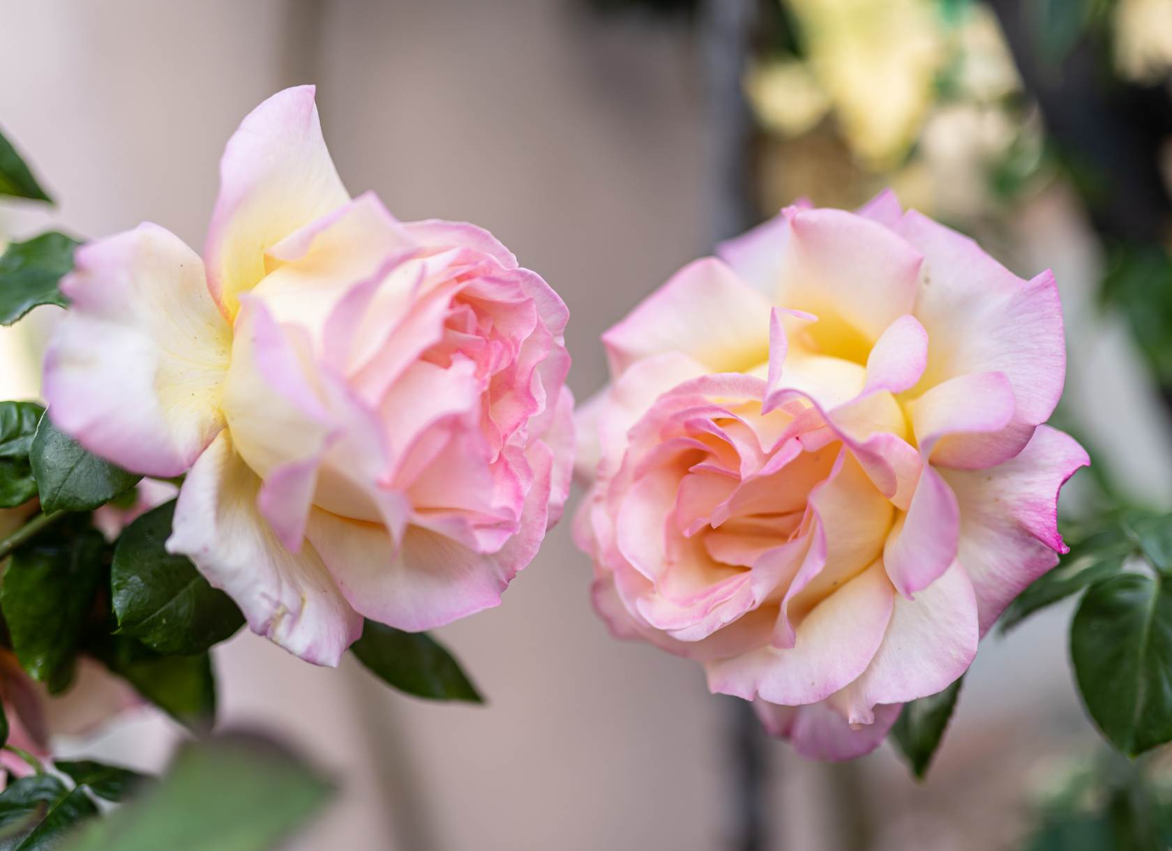 Two pink roses