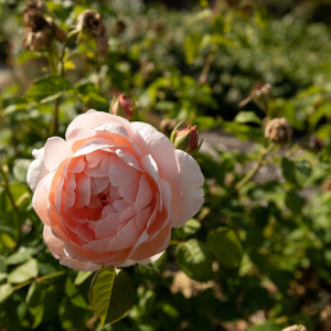 A budding rose