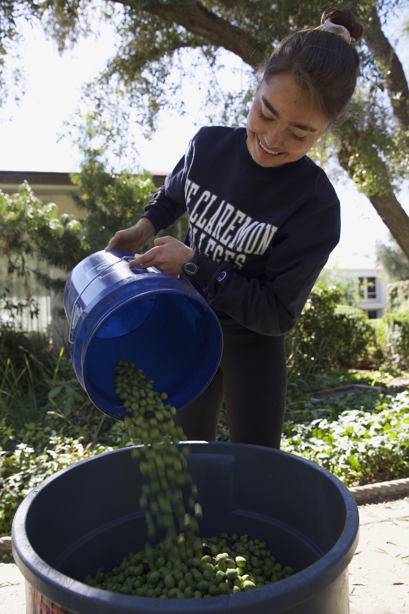 Student pouring harvested olives into a bin.