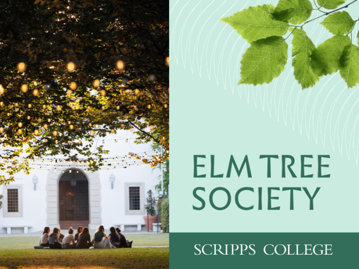 Elm Tree