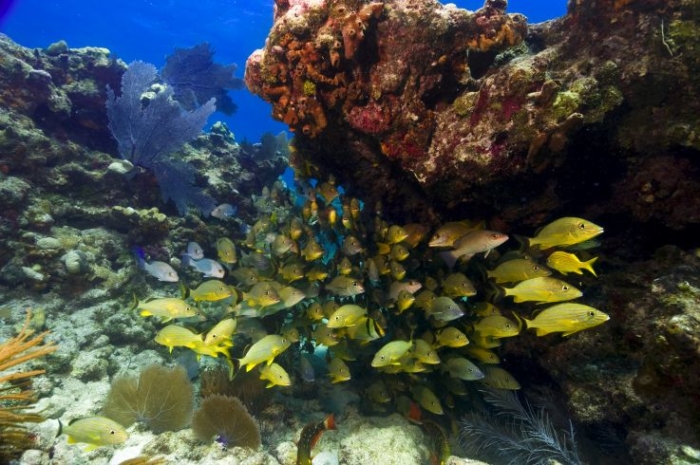 A photo taken of coral underwater in the ocean.