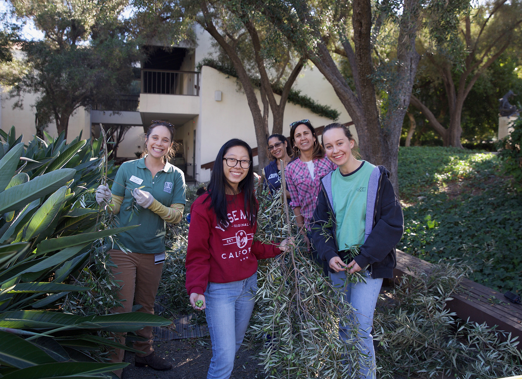 A group of women smiling at the camera while picking olives from an olive branch.