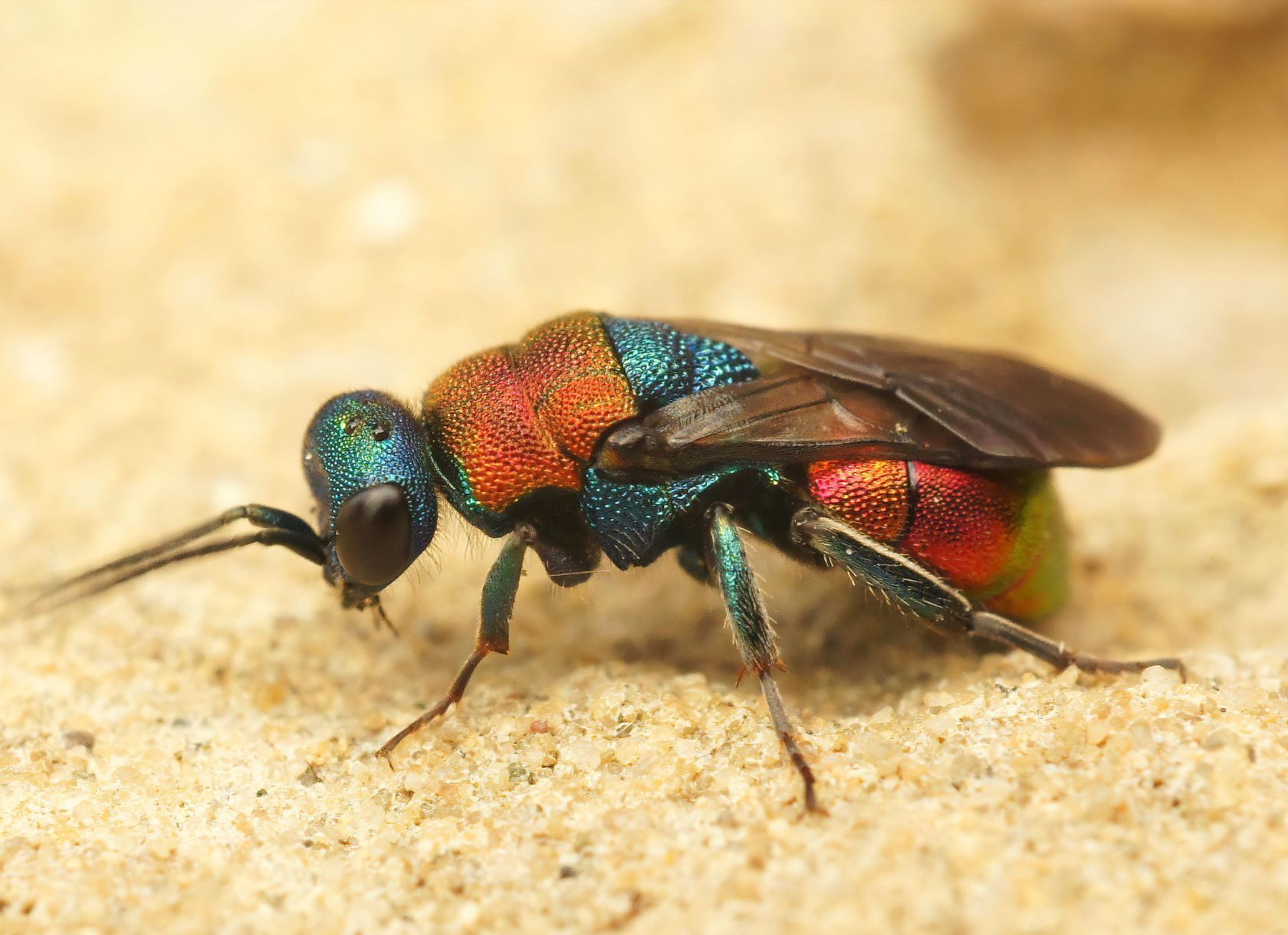 Close up photo of a jewel wasp