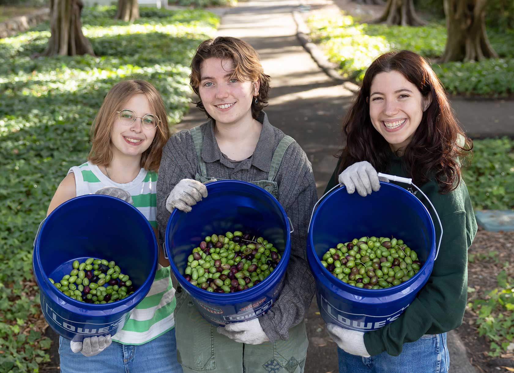 Three Scripps students hold buckets of harvested Olives.