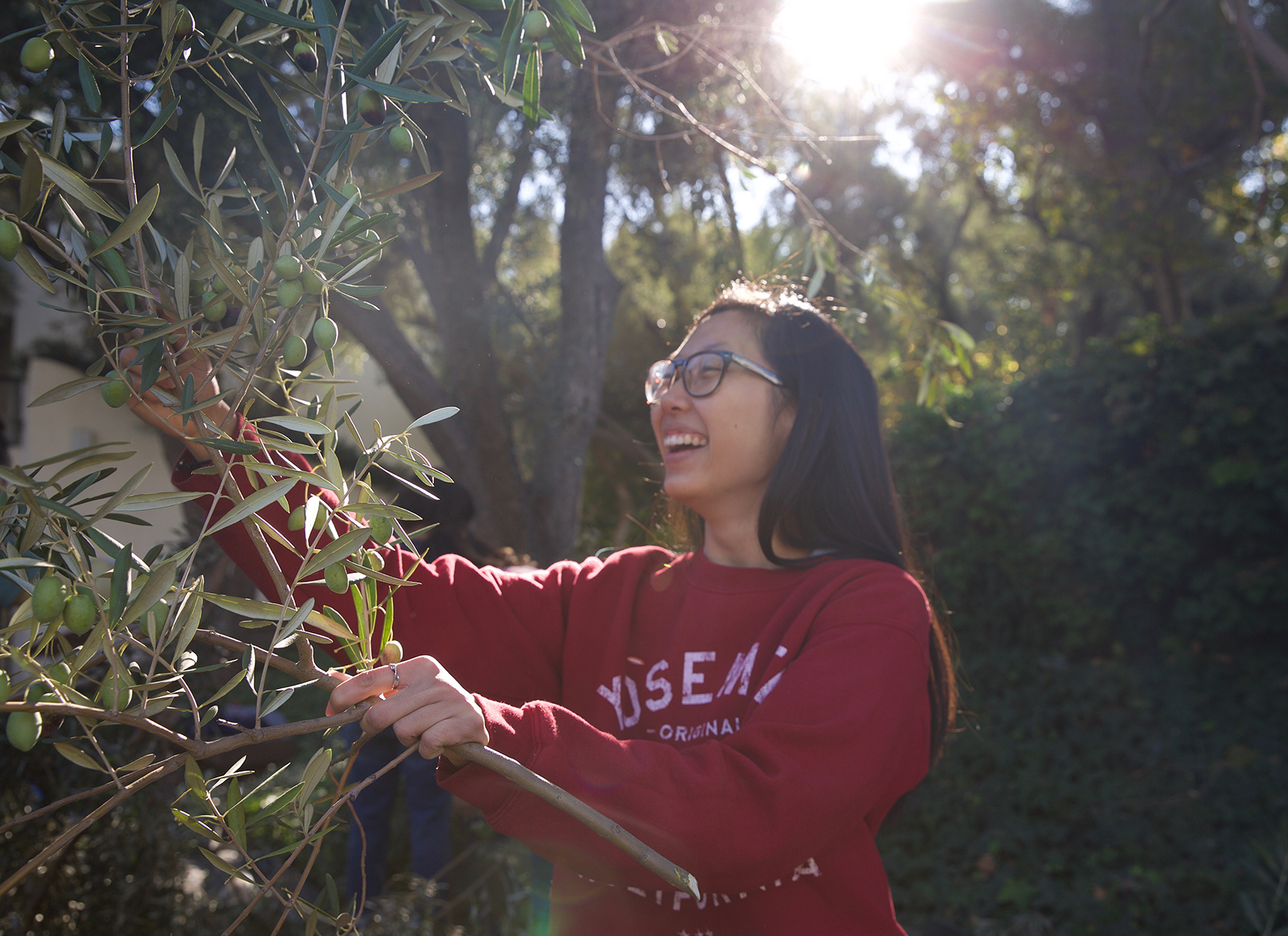 A young woman smiling while picking olives from an olive tree.