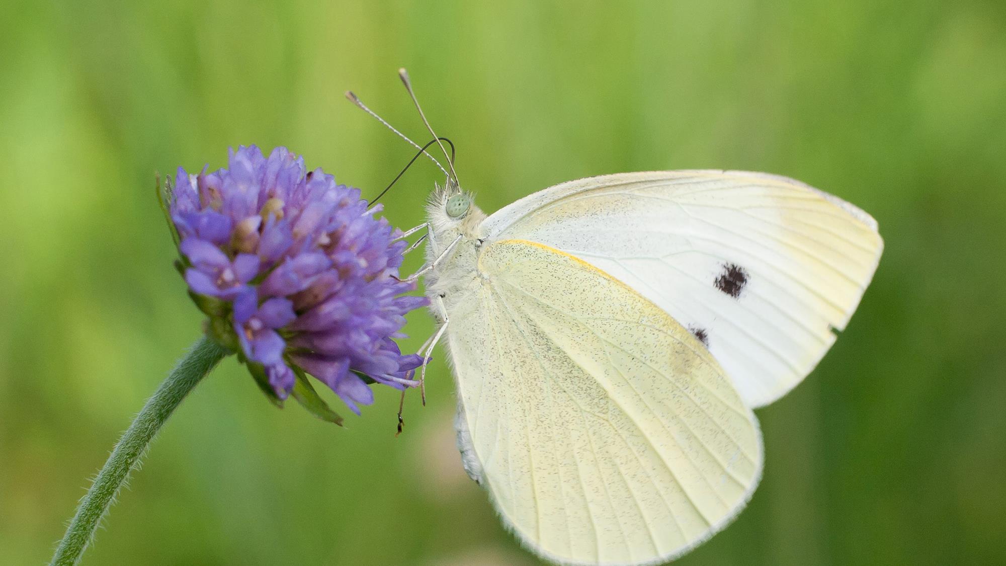 A close up of a butterfly perched on a flower.