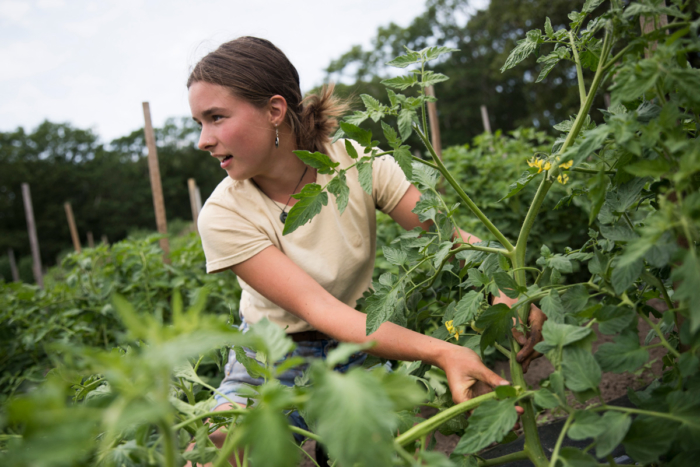 A young blond woman in denim shorts and a yellow t-shirt picking plants and looking to the left.