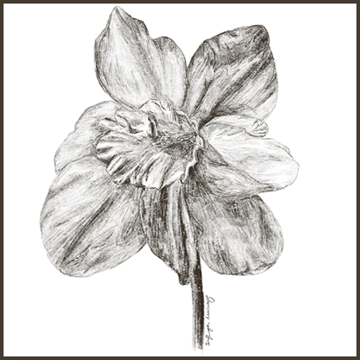 Exhibition logo of a black and white daffodil by Safiya Martinez.