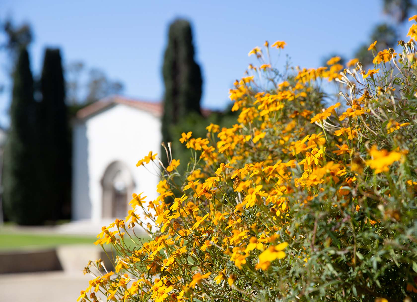 decorative shot of Scripps campus with flowers
