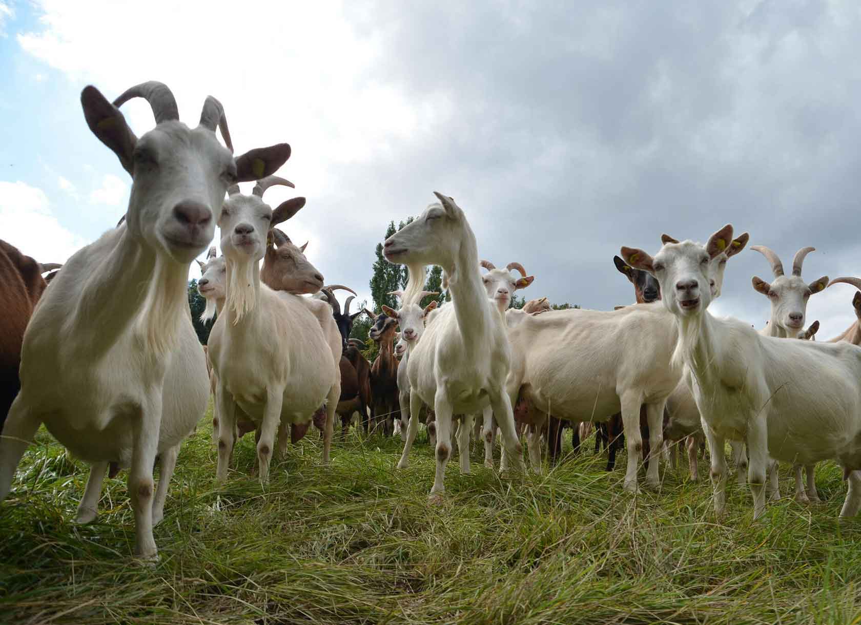 Photo of a herd of goats