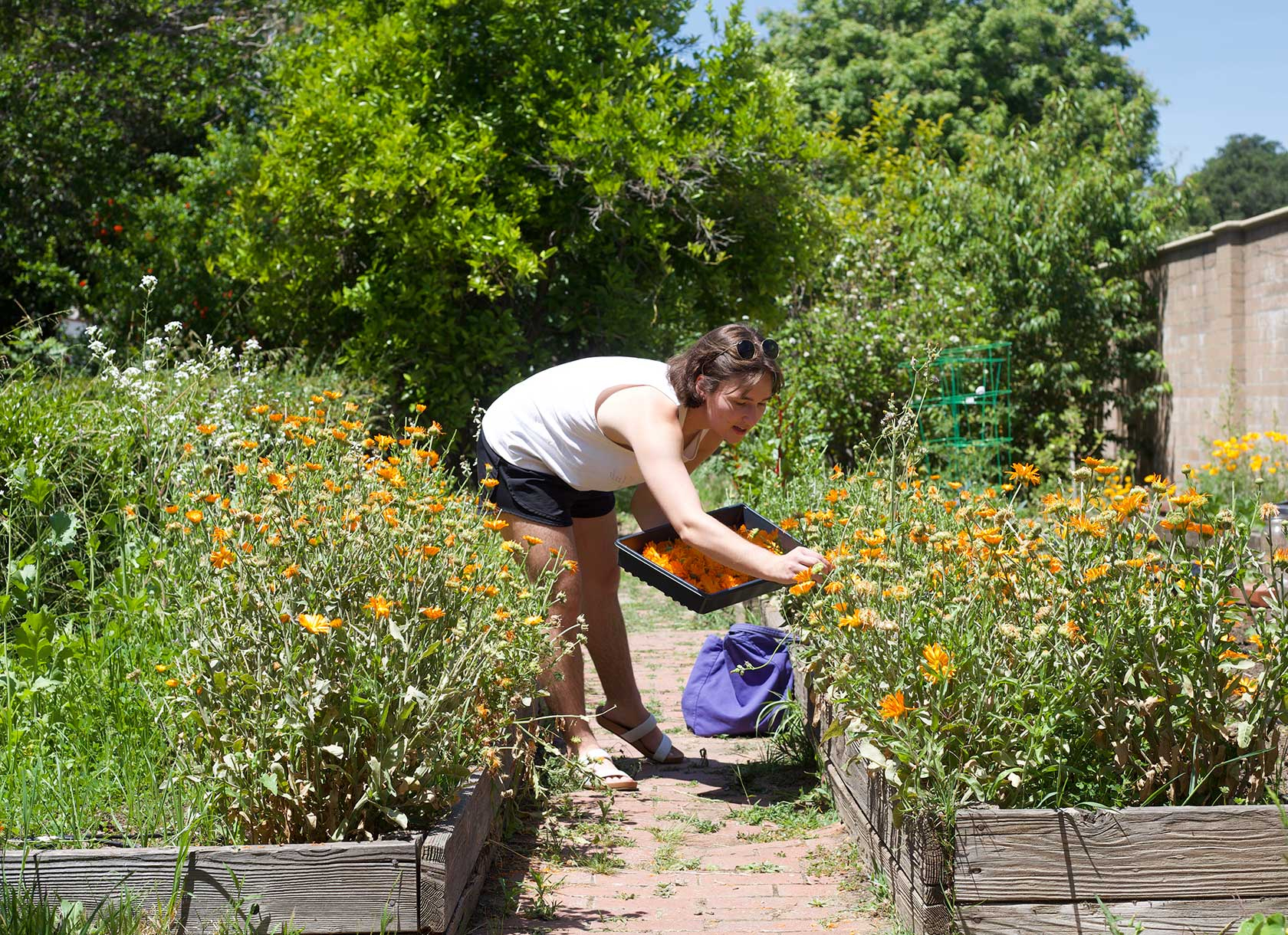 Student picking flowers