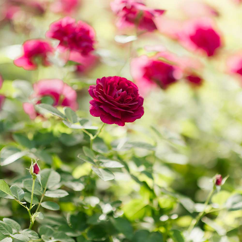 Image of a red rose in a garden