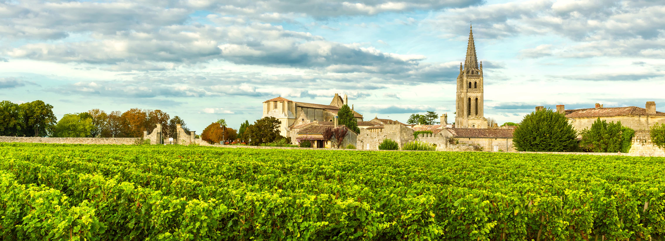 Vineyards of Saint Emilion, Bordeaux Vineyards in France in a sunny day