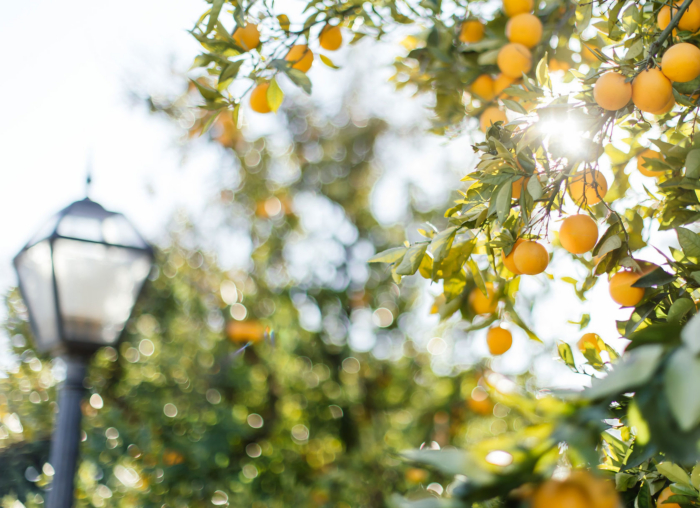 Orange trees