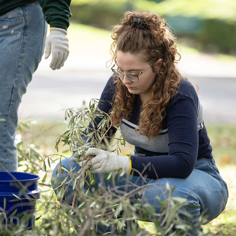 A student harvests olives.